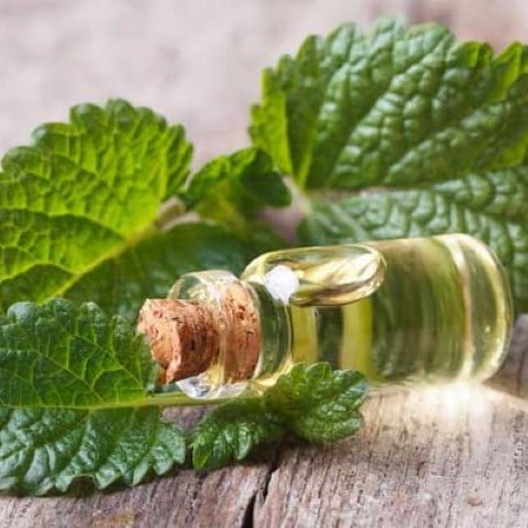 خرید و قیمت عرق نعنا صادراتی + فروش صادراتی